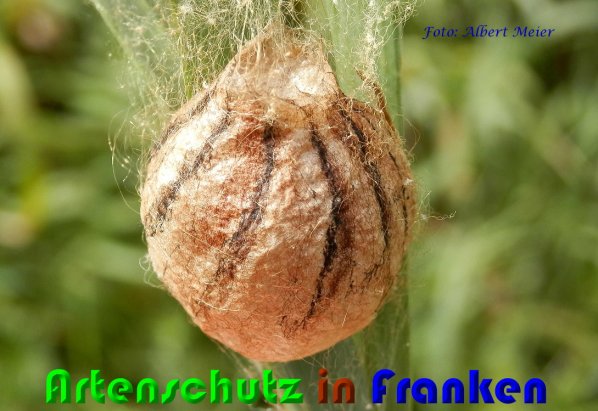 Copyright AiS Albert Meier Bild zum Eintrag (61365-160)