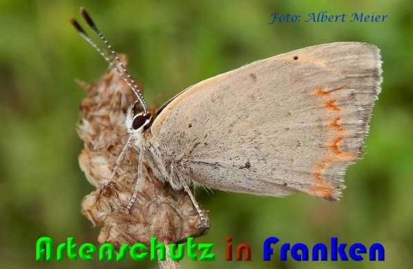Copyright AiS Albert Meier Bild zum Eintrag (61380-160)