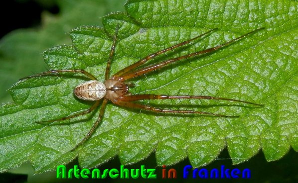 Copyright AiS Albert Meier Bild zum Eintrag (61428-160)