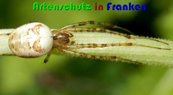 Copyright AiS Albert Meier Bild zum Eintrag (61429-160)