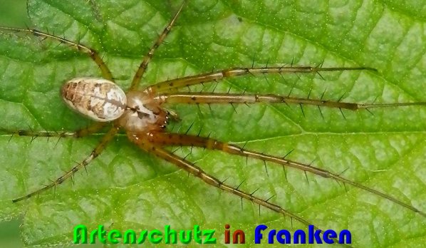 Copyright AiS Albert Meier Bild zum Eintrag (61431-160)