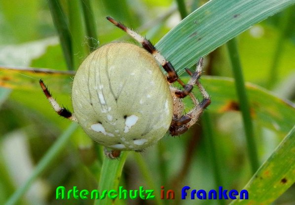 Copyright AiS Albert Meier Bild zum Eintrag (61441-160)