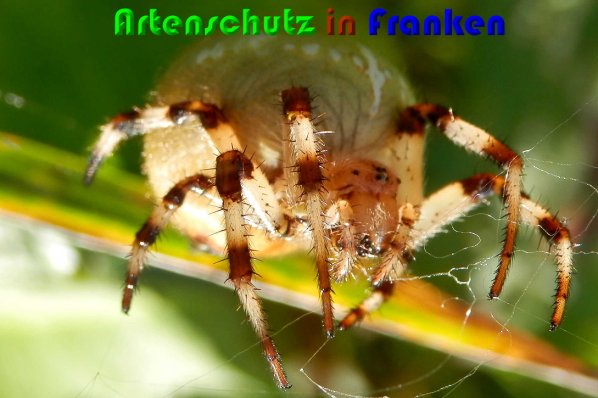Copyright AiS Albert Meier Bild zum Eintrag (61442-160)