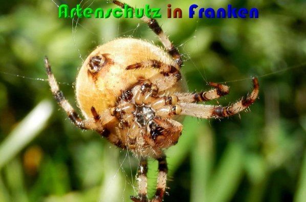 Copyright AiS Albert Meier Bild zum Eintrag (61443-160)