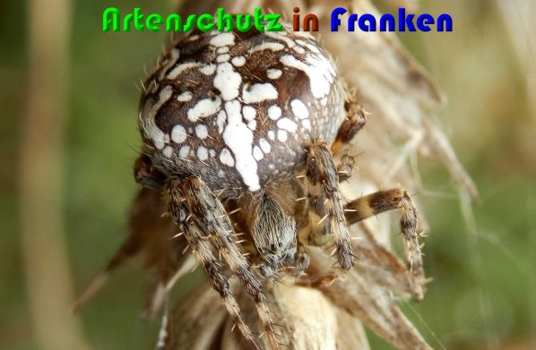 Copyright AiS Albert Meier Bild zum Eintrag (61445-160)