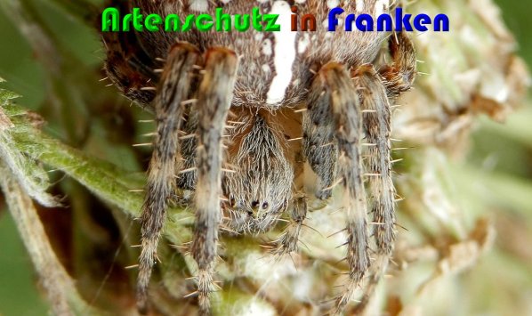 Copyright AiS Albert Meier Bild zum Eintrag (61446-160)