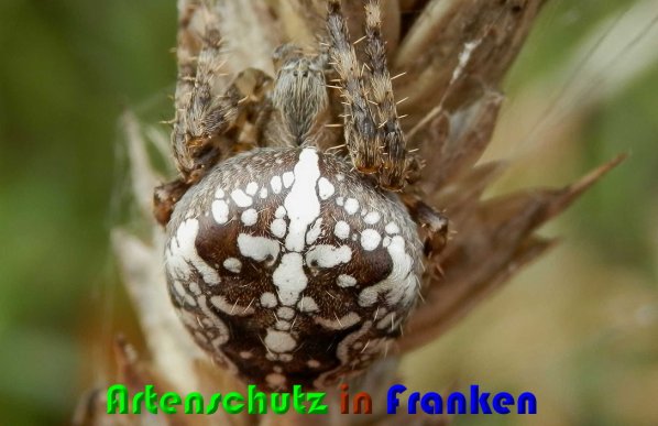 Copyright AiS Albert Meier Bild zum Eintrag (61447-160)