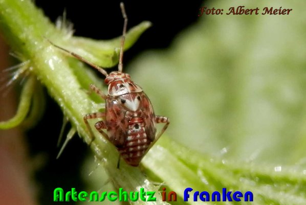 Copyright AiS Albert Meier Bild zum Eintrag (61449-160)