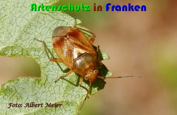 Copyright AiS Albert Meier Bild zum Eintrag (61450-160)