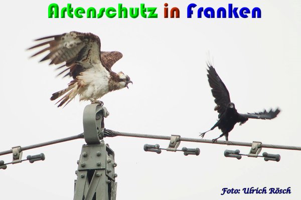 Copyright AiS Ulrich Rösch Bild zum Eintrag (61455-160)