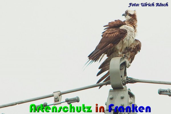 Copyright AiS Ulrich Rösch Bild zum Eintrag (61456-160)