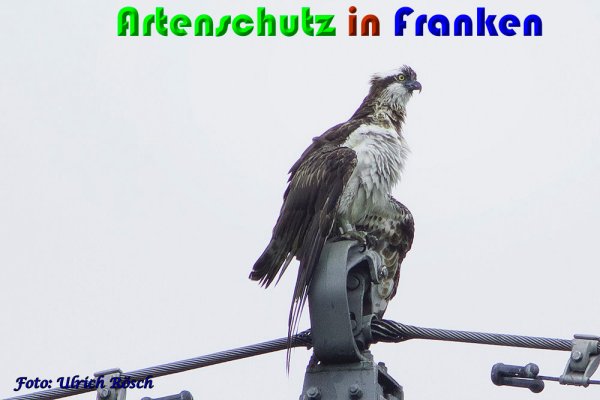 Copyright AiS Ulrich Rösch Bild zum Eintrag (61457-160)