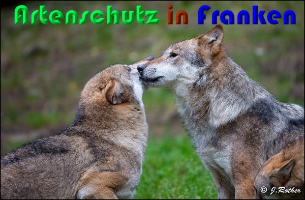 Copyright AiS Johannes Rother Bild zum Eintrag (61481-160)