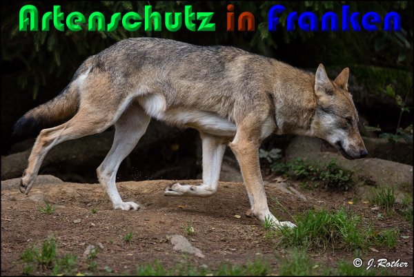Copyright AiS Johannes Rother Bild zum Eintrag (61483-160)