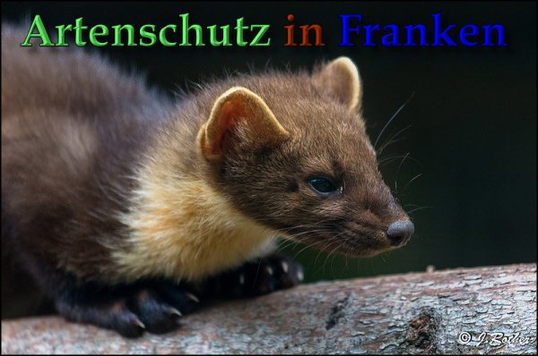 Copyright AiS Johannes Rother Bild zum Eintrag (61521-160)
