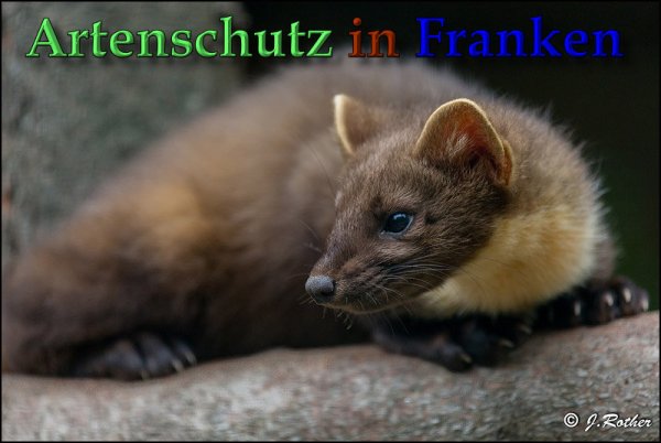 Copyright AiS Johannes Rother Bild zum Eintrag (61522-160)