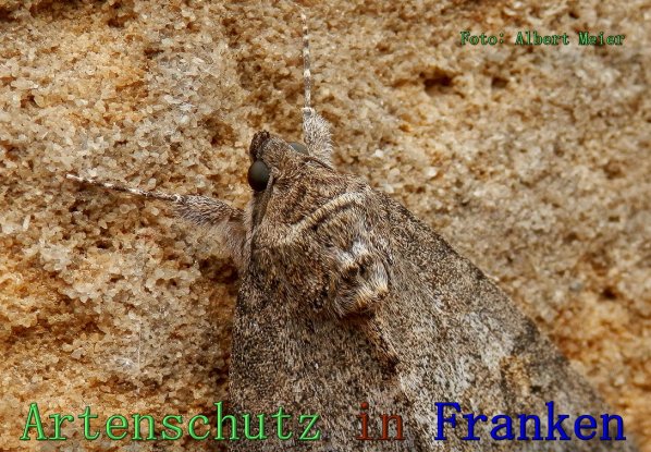 Copyright AiS Albert Meier Bild zum Eintrag (61546-160)