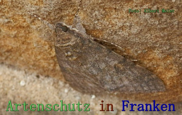 Copyright AiS Albert Meier Bild zum Eintrag (61548-160)