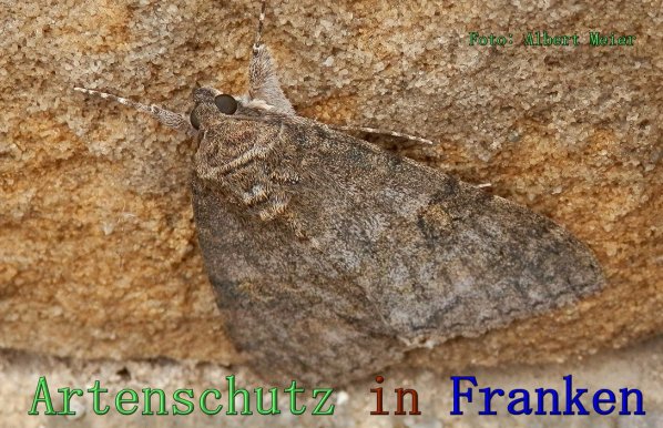 Copyright AiS Albert Meier Bild zum Eintrag (61549-160)