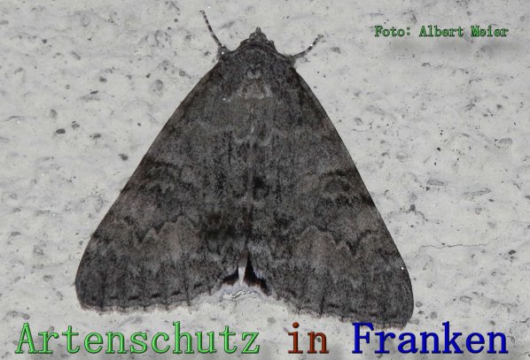 Copyright AiS Albert Meier Bild zum Eintrag (61550-160)