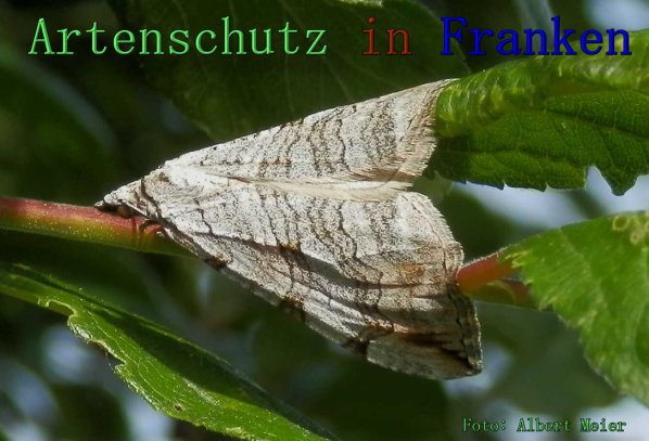 Copyright AiS Albert Meier Bild zum Eintrag (61554-160)