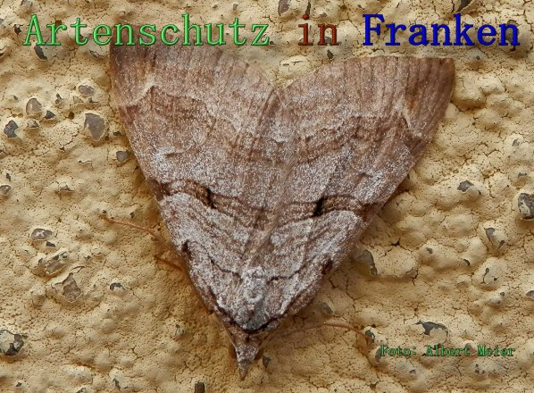 Copyright AiS Albert Meier Bild zum Eintrag (61555-160)