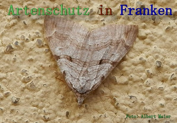 Copyright AiS Albert Meier Bild zum Eintrag (61556-160)
