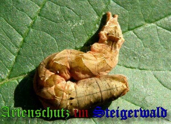 Copyright AiS Albert Meier Bild zum Eintrag (61563-160)