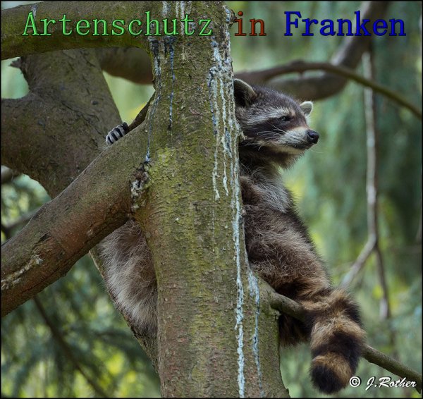 Copyright AiS Johannes Rother Bild zum Eintrag (61570-160)