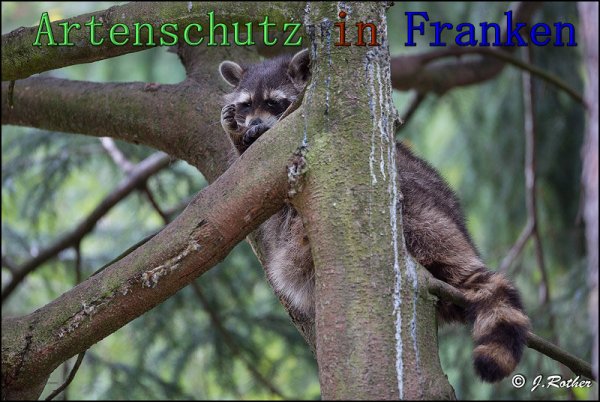 Copyright AiS Johannes Rother Bild zum Eintrag (61572-160)