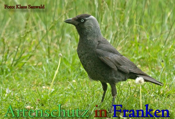 Copyright AiS Klaus Sanwald Bild zum Eintrag (61585-160)