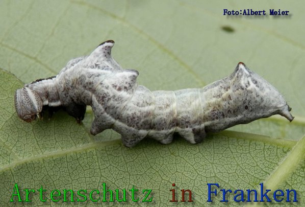 Bild zum Eintrag (61600-160)