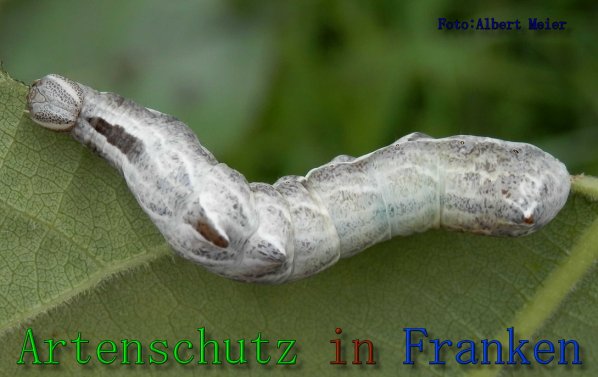 Copyright AiS Albert Meier Bild zum Eintrag (61601-160)