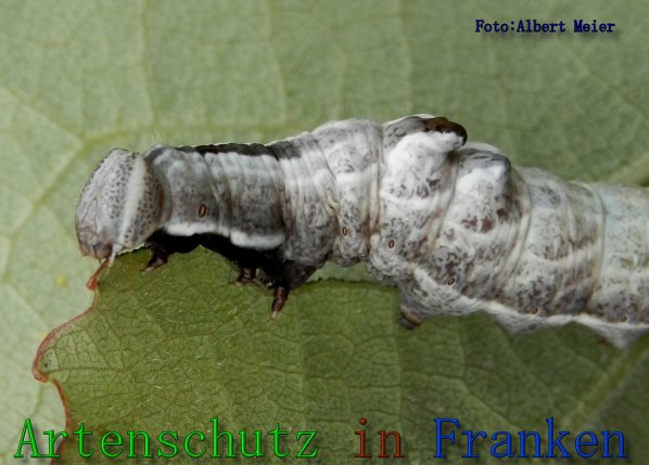 Copyright AiS Albert Meier Bild zum Eintrag (61603-160)