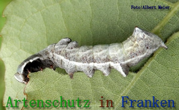 Copyright AiS Albert Meier Bild zum Eintrag (61604-160)
