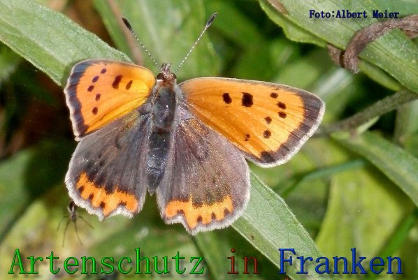 Copyright AiS Albert Meier Bild zum Eintrag (61607-160)