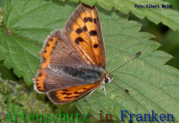 Copyright AiS Albert Meier Bild zum Eintrag (61609-160)