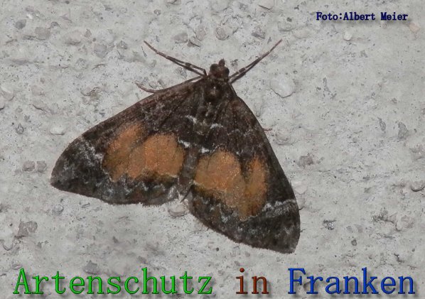 Copyright AiS Albert Meier Bild zum Eintrag (61612-160)