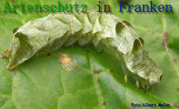 Copyright AiS Albert Meier Bild zum Eintrag (61621-160)