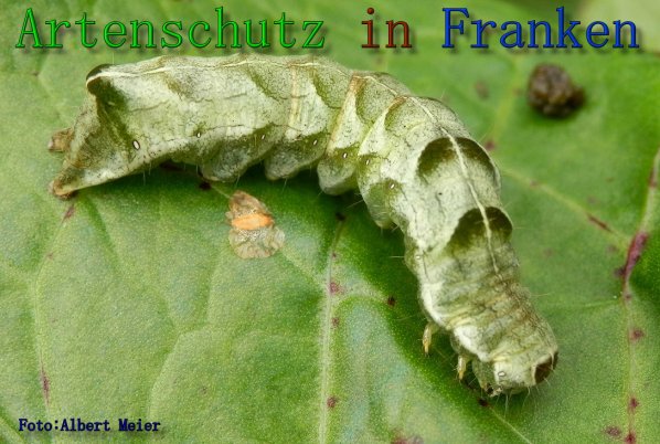 Copyright AiS Albert Meier Bild zum Eintrag (61623-160)