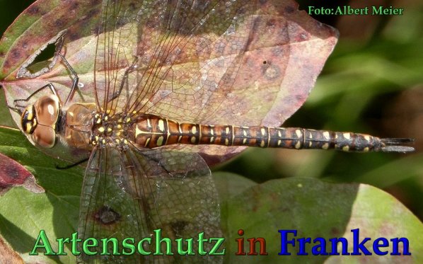 Bild zum Eintrag (61708-160)