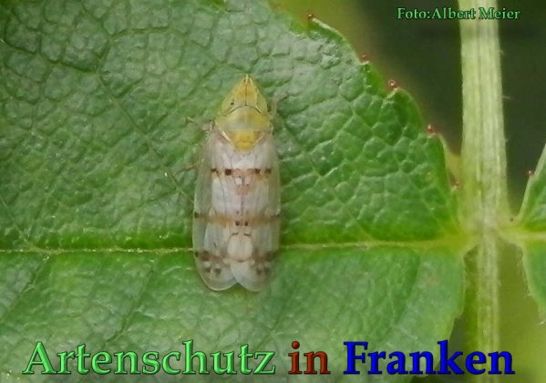 Copyright AiS Albert Meier Bild zum Eintrag (61711-160)