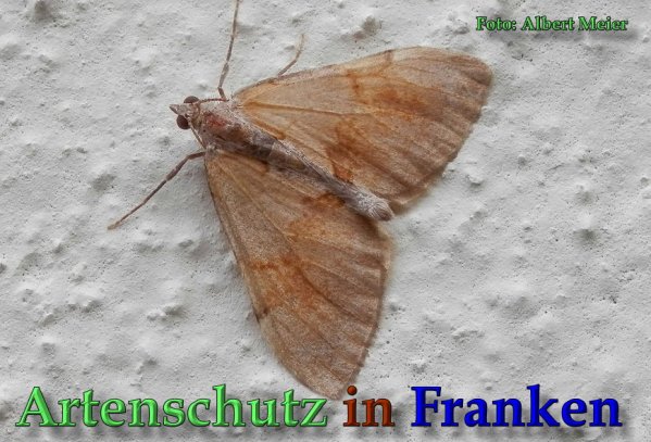 Copyright AiS Albert Meier Bild zum Eintrag (61720-160)
