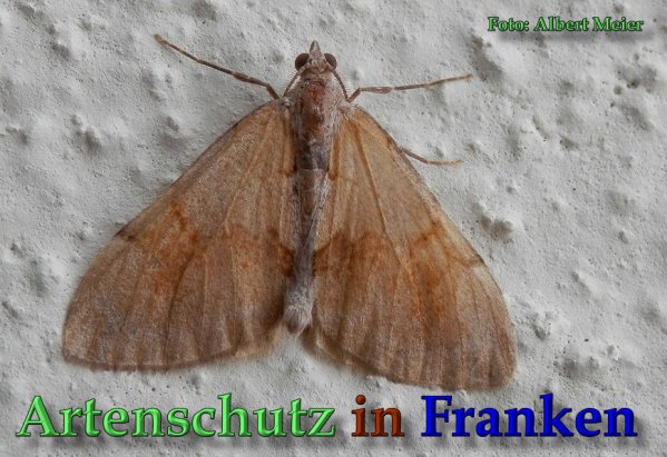 Copyright AiS Albert Meier Bild zum Eintrag (61721-160)