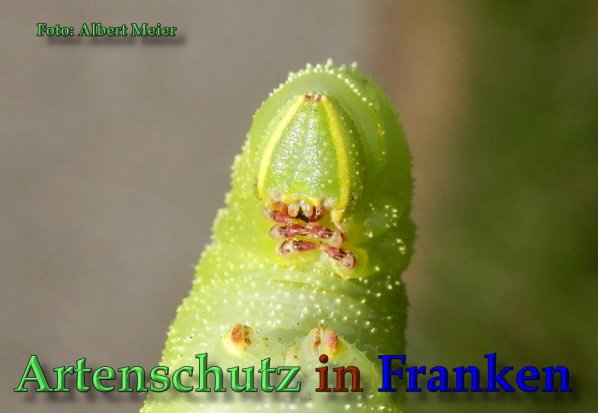 Copyright AiS Albert Meier Bild zum Eintrag (61727-160)