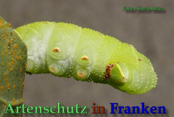 Copyright AiS Albert Meier Bild zum Eintrag (61728-160)