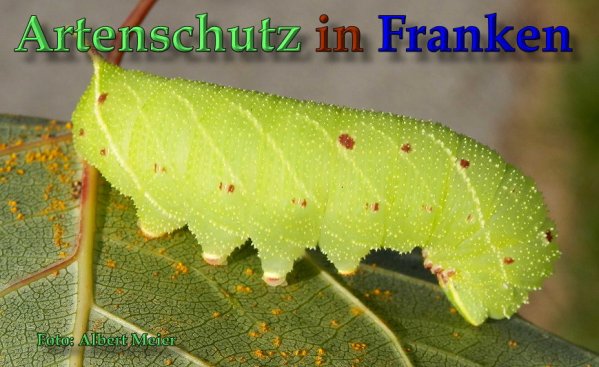 Copyright AiS Albert Meier Bild zum Eintrag (61729-160)