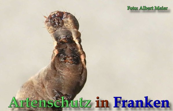 Copyright AiS Albert Meier Bild zum Eintrag (61738-160)