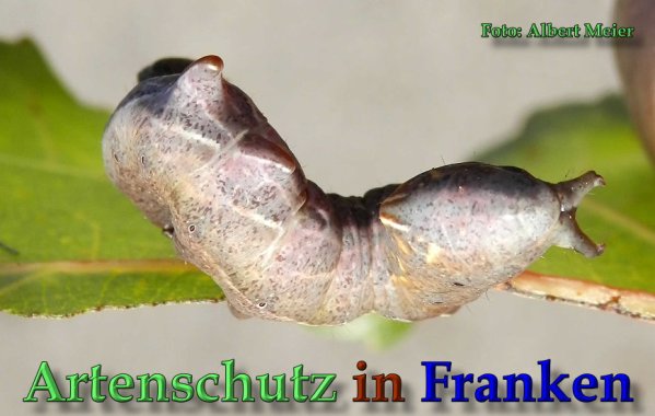 Copyright AiS Albert Meier Bild zum Eintrag (61740-160)