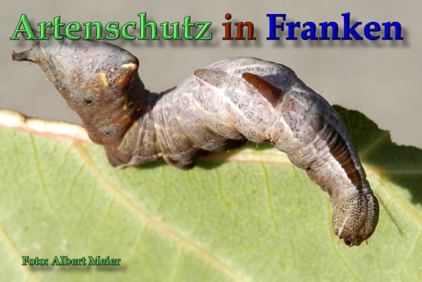 Copyright AiS Albert Meier Bild zum Eintrag (61741-160)